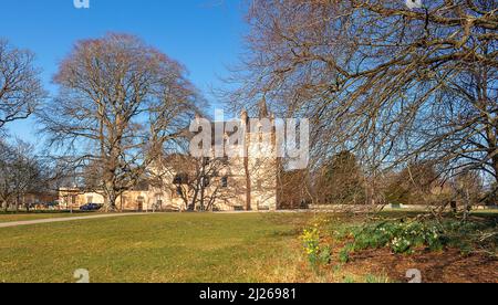 BRODIE CASTLE FORRES MORAY ÉCOSSE LE CHÂTEAU EST PLANTÉ DE HÊTRES ET DE GRAPPES DE JONQUILLES AU DÉBUT DU PRINTEMPS Banque D'Images