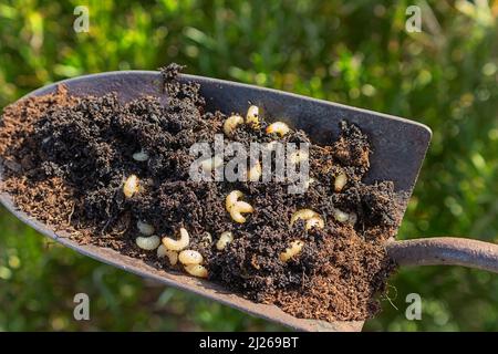 LE CHARANÇON DE LA VIGNE EST UN GRUB D'OTIORHYNCHUS SULCATUS SUR TERRE, SUR UNE TRUELLE Banque D'Images