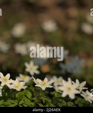 Anemone de bois Anemone nemorosa floraison en mars au Royaume-Uni Banque D'Images