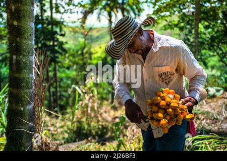 Un fermier afro-colombien coupe des fruits chiontaduro (palmier à pêche) du bouquet dans une ferme près d'El Tambo, Cauca, Colombie. Banque D'Images
