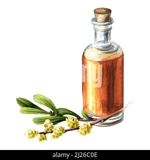 Teinture de myrte de tourbière, plante médicinale. Illustration aquarelle dessinée à la main isolée sur fond blanc Banque D'Images