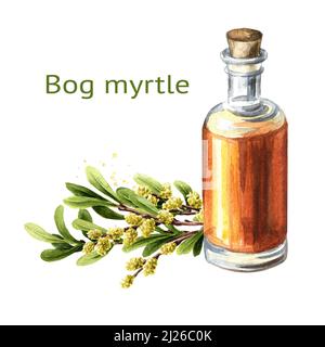 Teinture de myrte de tourbière, plante médicinale. Illustration aquarelle dessinée à la main, isolée sur fond blanc Banque D'Images