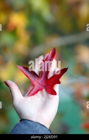 Laisse d'érable rouge en automne. Gros plan de la main. Banque D'Images