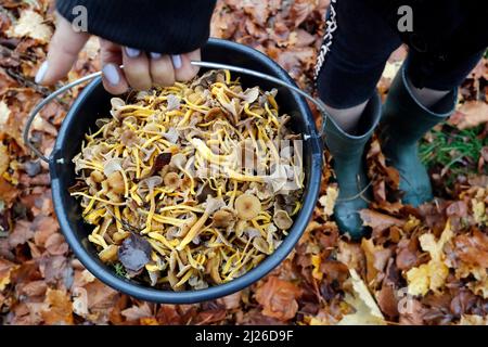 Cueillette des champignons en automne. Chanterelle fraîche. Banque D'Images