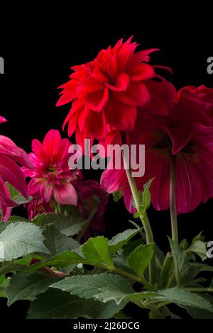 bouquet de fleurs de dahlia rouges et roses isolées sur fond noir Banque D'Images