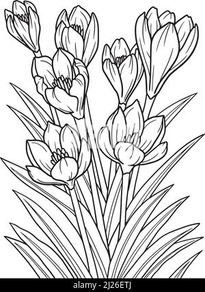 Page de coloriage de fleurs de Crocus pour adultes Illustration de Vecteur