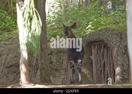 Vue sur la girafe de la forêt d'Okapi dans l'enceinte extérieure du zoo de San Diego Banque D'Images