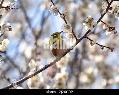 Un oeil blanc verrumeux (zosterops japonicus) perché sur un arbre à Yokohama, au Japon Banque D'Images