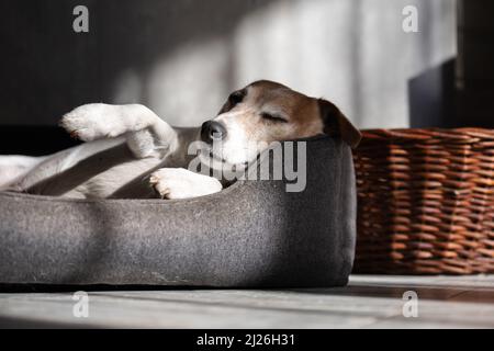 Jack Russell Terrier, un homme de race pure, se trouve dans son lit et repose. Photographie d'animaux Banque D'Images
