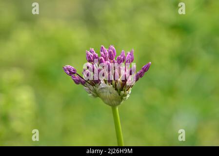 Leek sauvage (Allium amppelloprasum) sur fond de bokeh vert flou. Jardin d'été en Autriche, Europe Banque D'Images