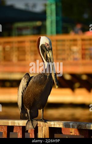 Un pélican brun (Pelecanus occidentalis) est situé sur une bûche à la promenade de la Guancha. Ponce, Porto Rico Banque D'Images