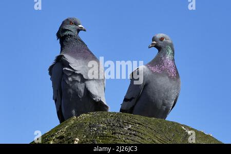 Deux pigeons avec un plumage coloré assis au-dessus d'une vieille bûche regardant directement devant leurs yeux orange vif contre un ciel bleu Uni. Banque D'Images