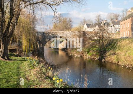 Vue printanière du pont de Canongate datant du 16th siècle au-dessus de Jed Water, Jedburgh, frontières écossaises, Écosse, Royaume-Uni Banque D'Images