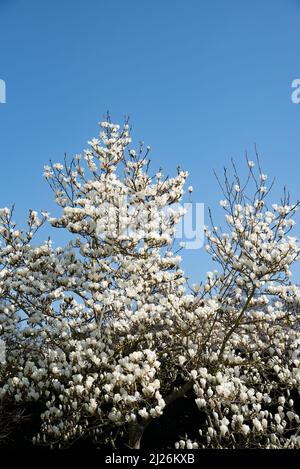 Le magnolia blanc fleurira dans le jardin par une journée ensoleillée Banque D'Images