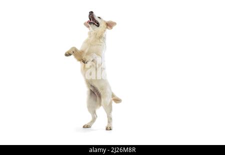 Portrait dynamique du grand chien, Golden Retriever sautant isolé sur fond blanc. Concept d'animal, animaux de compagnie, vétérinaire, amitié Banque D'Images