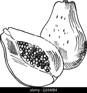 Coupe de papaye. Fruits tropicaux entiers et à moitié dessinés à la main Illustration de Vecteur