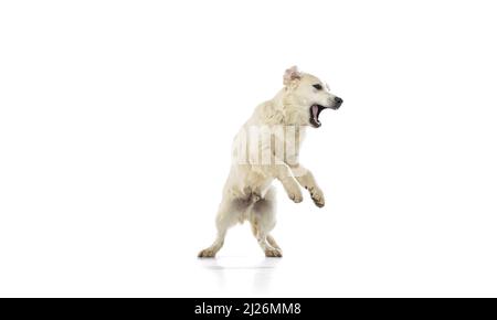 Portrait dynamique du grand chien, Golden Retriever sautant isolé sur fond blanc. Concept d'animal, animaux de compagnie, vétérinaire, amitié Banque D'Images