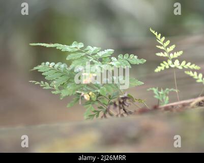 Fougères à feuilles de cuir plante cultivée sur roche naturelle avec de belles forêts naturelles floues fond Tanaman Pakis Tumbuh dibatu alami didalam hutan Banque D'Images