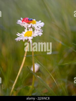 Une coccinelle colorée au-dessus d'une pâquerette dans un pré vert Banque D'Images