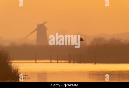 Un maréchal Harrier (Circus aeruginosus) en vol au coucher du soleil au-dessus des Norfolk Broads avec une pompe à vent désutilisée en arrière-plan, West Somerton, Norfolk Banque D'Images