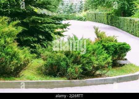 Bagues vertes. Jardin ou parc, plantes ornementales. Marcher dans une ville avec des arbres tout autour. Banque D'Images