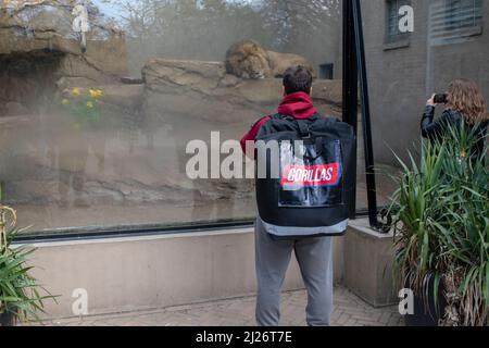 Gorilles Delivery Man livrant au zoo Artis d'Amsterdam, pays-Bas 28-3-2022 Banque D'Images