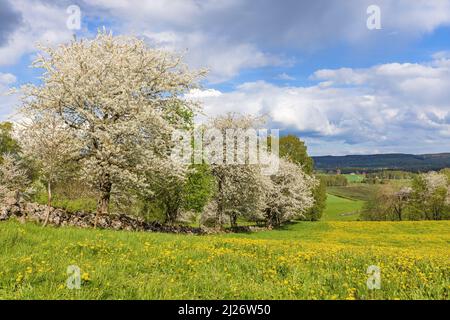 Fleurs de cerisiers par un pré dans le pays Banque D'Images