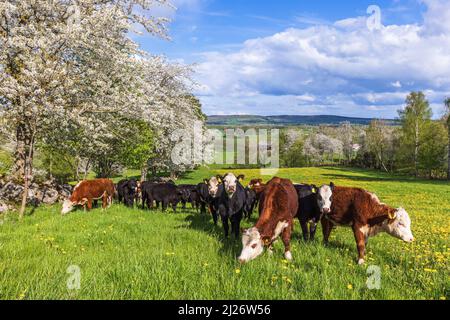 Magnifique paysage de printemps avec vaches de pâturage Banque D'Images