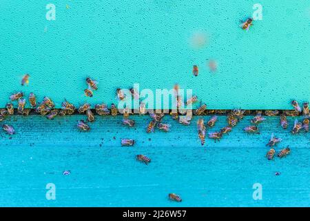 Abeilles sur une ruche Banque D'Images
