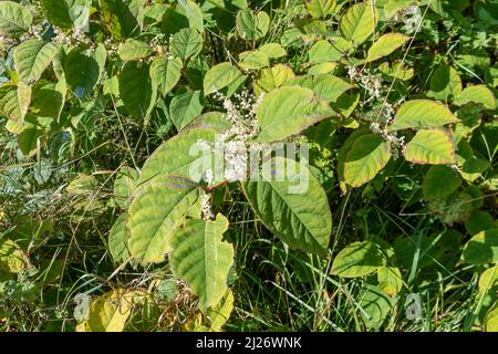Une tige, des feuilles et des fleurs de Knotweed japonais, Fallopia japonica. Cette tige fait partie d'une banque considérable de cette mauvaise herbe non indigène qui a Banque D'Images