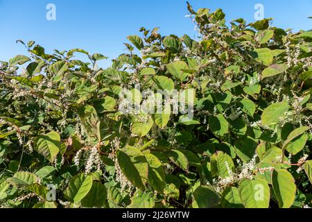 Le sommet d'une vaste banque de Knotweed japonais, Falloupia japonica, avec des feuilles et des fleurs contre un ciel bleu Banque D'Images