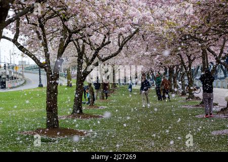 Portland, États-Unis. 28th mars 2022. Un hélicoptère qui passe provoque une tempête de neige de cerisiers en fleurs sur les familles. Les cerisiers Akebono atteignent leur pleine fleur au cours des derniers jours de mars 2022 à la place historique nippo-américaine de Portland, Oregon, États-Unis. Une centaine d'arbres, un cadeau de 1990 du Japon, commémorent le quartier 'Japantown' (Nihonmachi) qui a été détruit par l'internement forcé des Japonais-Américains pendant la Seconde Guerre mondiale (Photo de John Rudoff/Sipa USA) crédit: SIPA USA/Alay Live News Banque D'Images