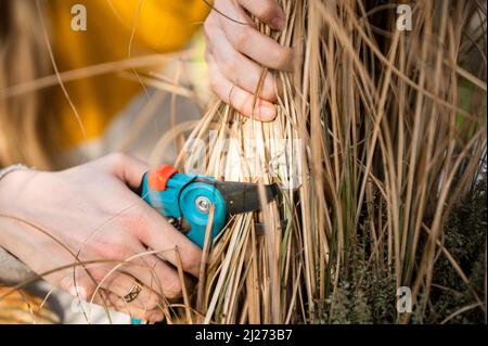 Couper l'herbe de plumes (Stipa), également connue sous le nom d'herbe de plumes de cheveux d'ange, herbe de cheveux de jeune fille, herbe de cheveux touffeté ou herbe arrosée, dans le jardin Banque D'Images