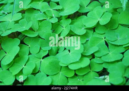 Les feuilles de trèfle vert se rapprochent des gouttes de rosée lors d'un matin ensoleillé de printemps Banque D'Images