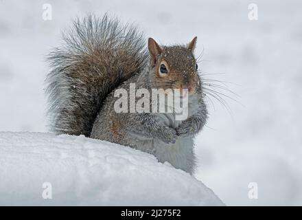 Écureuil gris dans la neige Est du Michigan États-Unis Banque D'Images