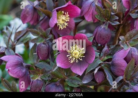 helleboris orientalis en violet dans le jardin de printemps macro Banque D'Images