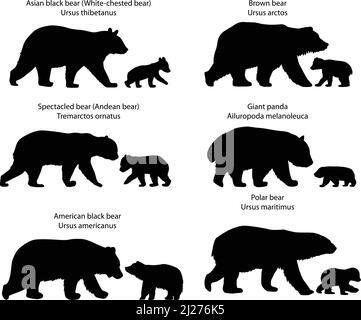 Collection de silhouettes d'ours et de oursons : ours brun, ours noir américain, ours polaire, panda géant, ours noir asiatique, ours spectaculaire Illustration de Vecteur