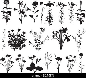 Collection de silhouettes de différentes espèces de fleurs : rose, nénuphars, narcisse, fleur de maïs, bluebell, coquelicot, aster, pétunia, hosta et autres Illustration de Vecteur