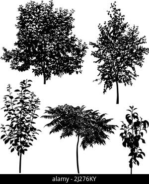 Collection de silhouettes de différentes espèces d'arbres : cerisier, poire, prune, bouleau, sumac Illustration de Vecteur