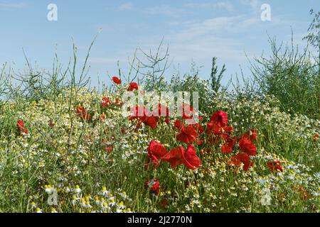 Fleurs sauvages, pâquerettes et coquelicots, et d'autres espèces florales à côté de Minster Way en abondance de couleur au printemps à Beverley, Yorkshire, Royaume-Uni. Banque D'Images