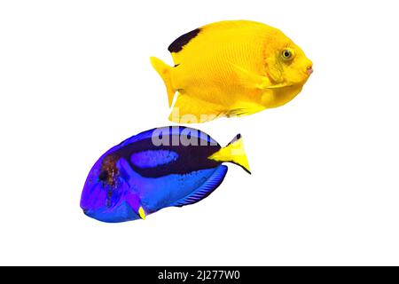 L'Angelfish de Woodhead et le surgéonfish de Blue Tang de l'océan Indo-Pacifique isolés sur fond blanc. Centropyge woodheadi et Paracanthurus hepatus Banque D'Images