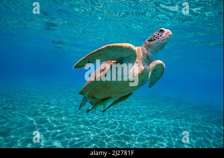 Tortue verte (Chelonia mydas) avec (Echeneis naucrates remoras), nager dans l'eau bleue, Marsa Alam, Egypte Banque D'Images