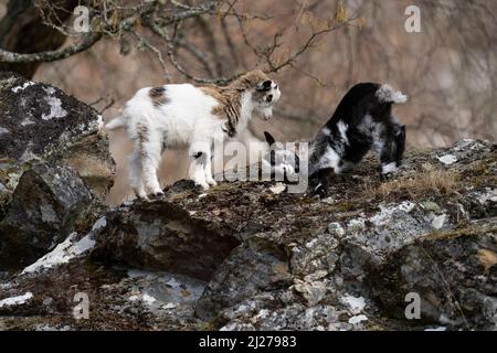 Goat sauvage pour enfants (Capra hircus) jouant Banque D'Images