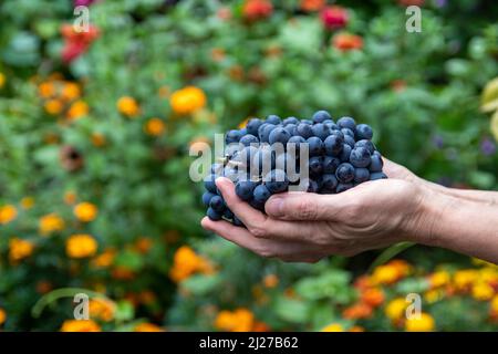 Gros plan des mains de femmes d'un vigneteur ou d'un viticulteur tenant un bouquet de vendanges. Banque D'Images