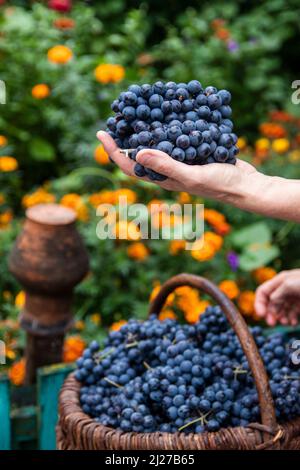Gros plan des mains de femmes d'un vigneteur ou d'un viticulteur tenant un bouquet de vendanges. Banque D'Images
