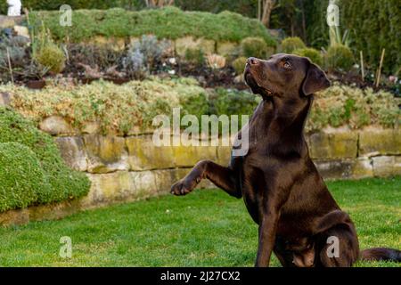le chien labradorer brun donne la patte Banque D'Images