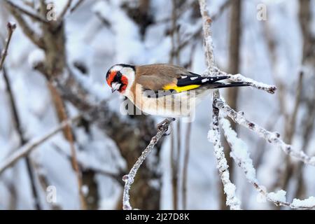 Goldfinch par temps froid d'hiver Banque D'Images