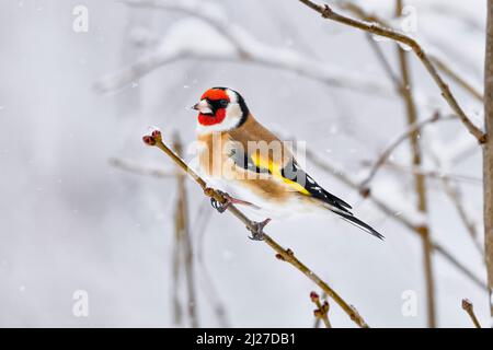 Goldfinch en hiver Banque D'Images