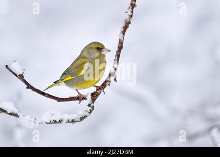 Greenfinch en hiver Banque D'Images