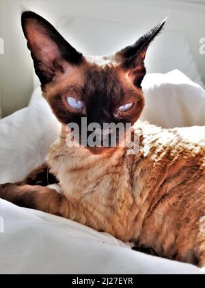 Portrait de Devon Rex Cat avec coloration siamoise Banque D'Images